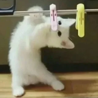 😸