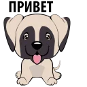🐶