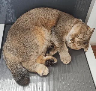 😴