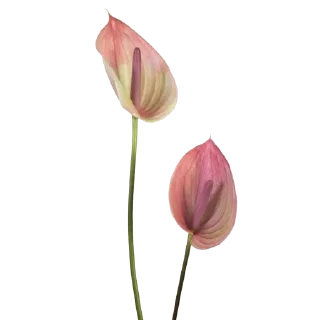 🌸