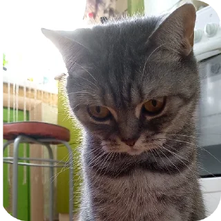 🐱