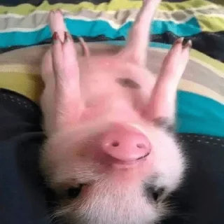 🐷