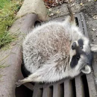 🤍