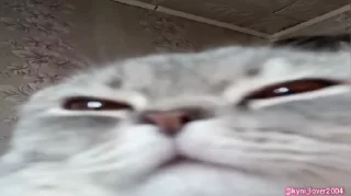 😼