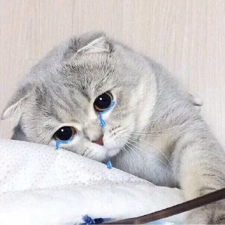 🐱