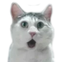 🙀