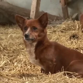 🐶