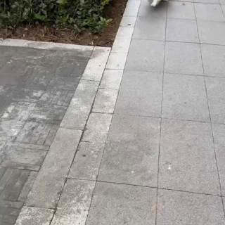 🐕
