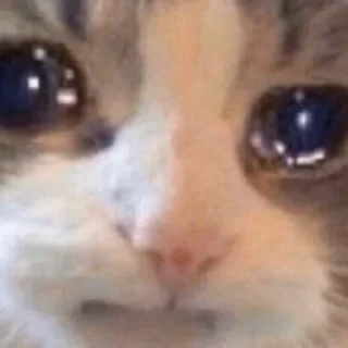 😿