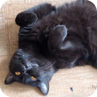 🐱