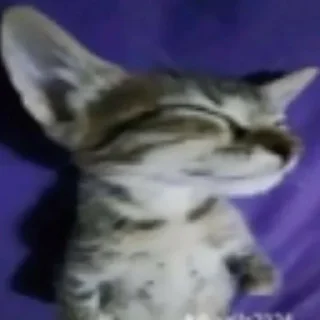 😎
