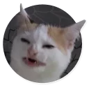 😸