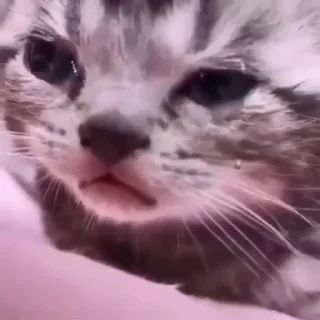 😿