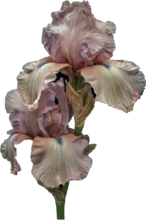 💐