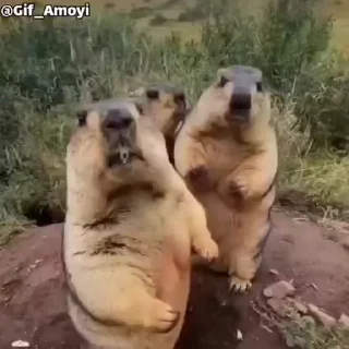 @Gif_Amoyi 🦫