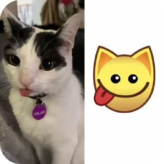 🐱
