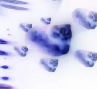 🐈