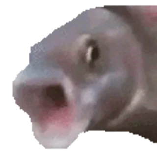 🐟