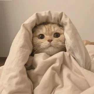 🐈