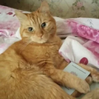 🪖