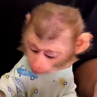 🙉