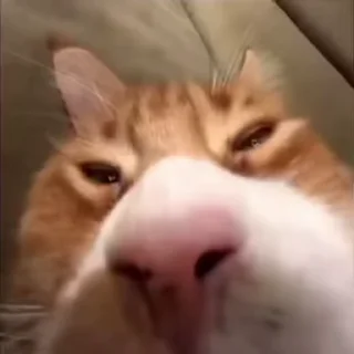 👃