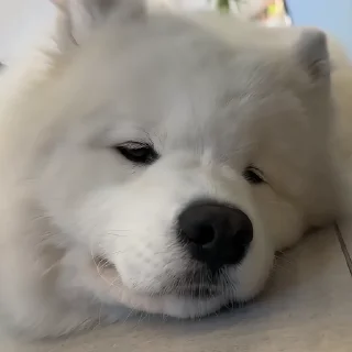 🐶