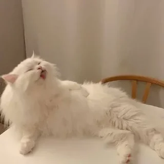 🥺