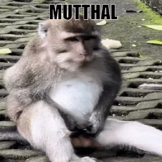 🐒