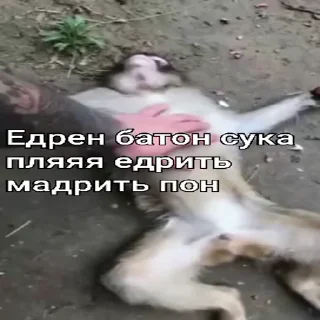 🐵