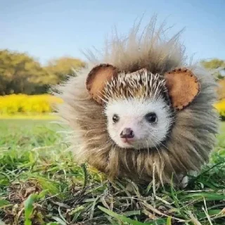 🦁
