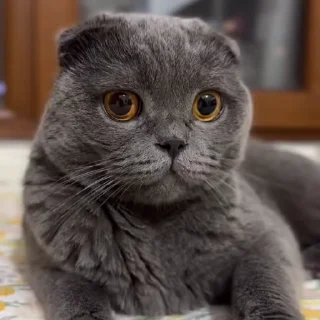 🤩