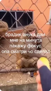 ✨