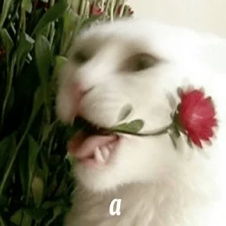 🐕