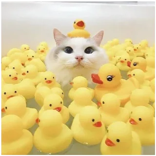 🐥