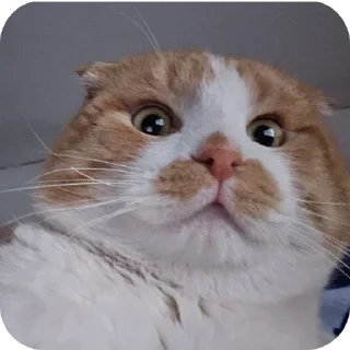 🐱