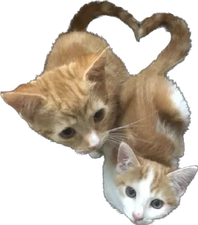 😻