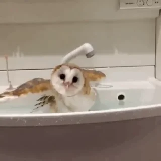 🦉