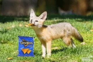 🧀