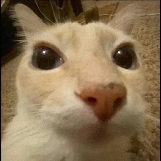 👀