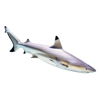 🦈