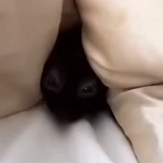 🤩