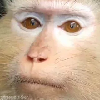 🐵
