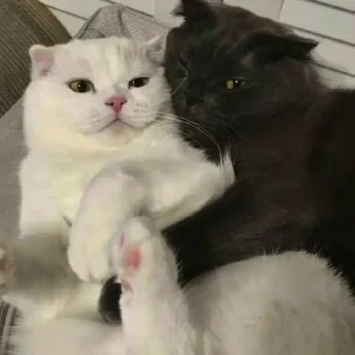 🖤