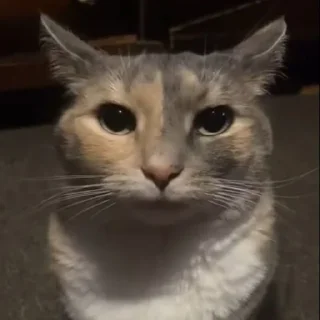 😾