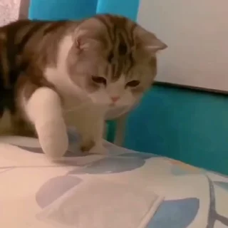 🤩