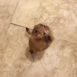 🦫