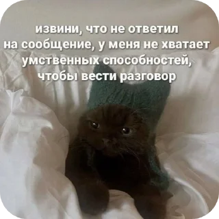 🐱