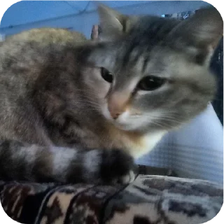🐱