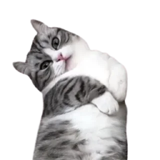 😺